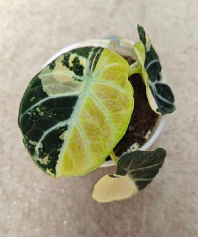 Close-up of Alocasia Reginula 'Ninja Aurea Variegata' tissue culture plant showing variegated leaves and healthy tissue growth.