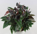 Anthurium 'Black Prince' tissue culture plant in a clear container, showing dark glossy leaves typical of this tropical plant.