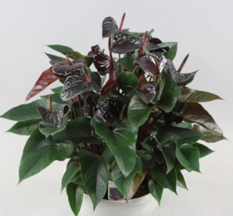 Anthurium 'Black Prince' tissue culture plant in a clear container, showing dark glossy leaves typical of this tropical plant.