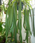 Anthurium Vittariifolium tissue culture from PlantNasty, showing healthy plant tissue in a sterile laboratory container.