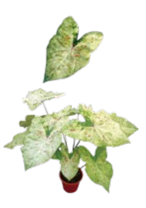 Caladium Matcha tissue culture by PlantNasty showing a close-up of healthy, vibrant plant tissue in glass containers.