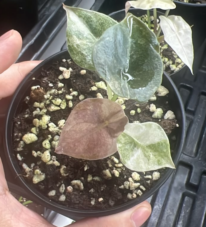 Alocasia Cuprea Mint