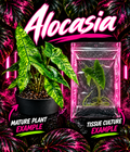 Alocasia Zebrina 'Reticulata' tissue culture plant from PlantNasty, showing healthy leaf and stem details in the image.