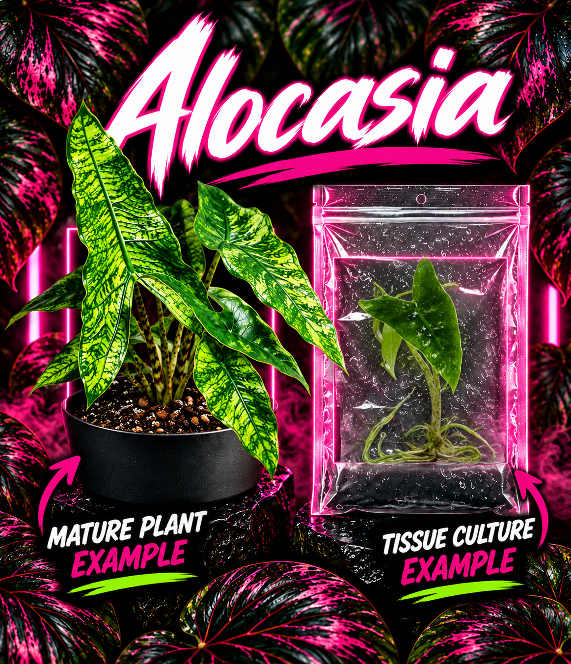 Alocasia Zebrina 'Reticulata' tissue culture plant from PlantNasty, showing healthy leaf and stem details in the image.