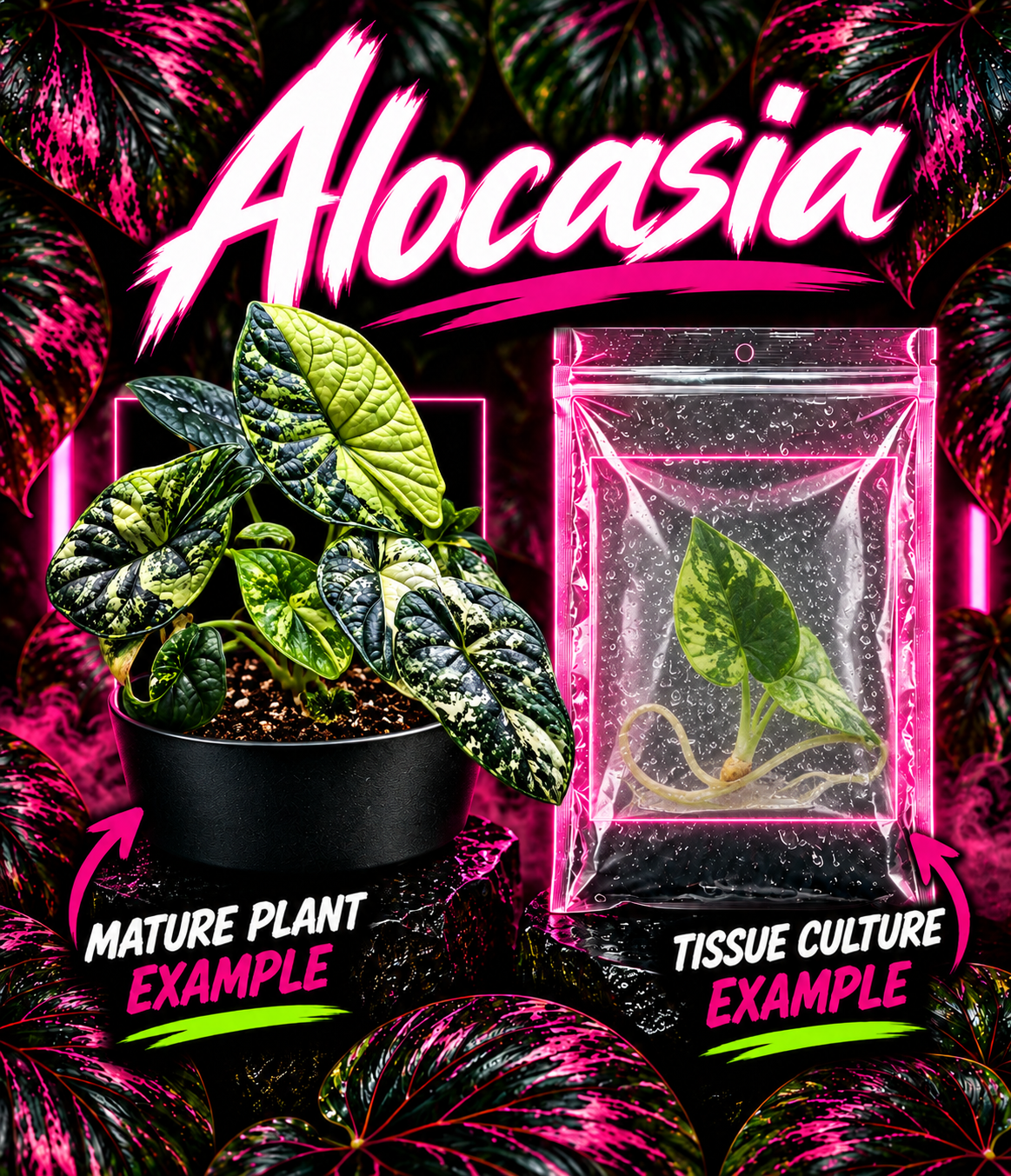 Alocasia Dragon Scale Tricolor tissue culture plant with variegated green, white, and purple leaves, grown by PlantNasty.