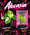 Alocasia Ninja Splash tissue culture plant from PlantNasty, showing young healthy leaf tissue in a clear container.