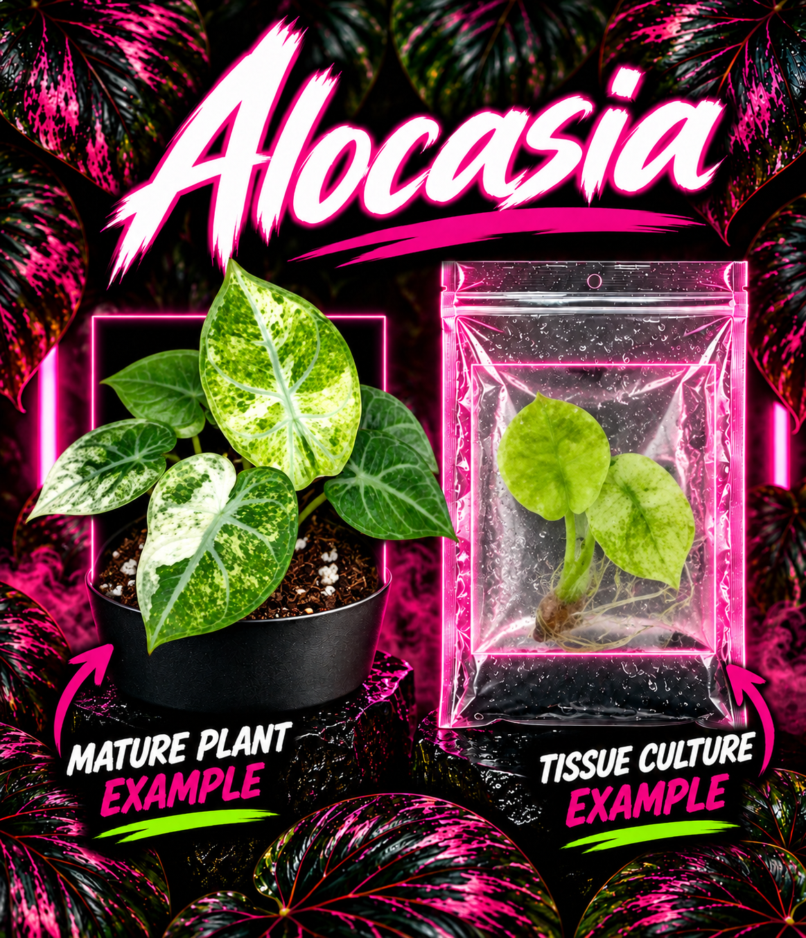 Alocasia Ninja Splash tissue culture plant from PlantNasty, showing young healthy leaf tissue in a clear container.