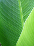 Placeholder image for Wholesale test product by PlantNasty, featuring a generic background and product label.