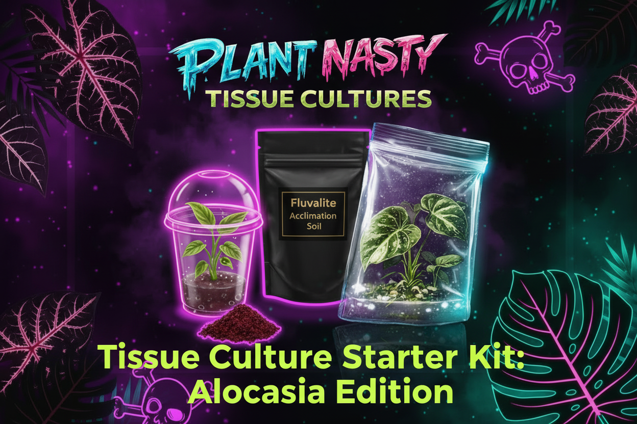 Plant Nasty tissue culture starter kit with Alocasia plants, includes growing media and supplies for healthy plant propagation.