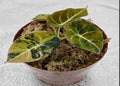 Alocasia Black Velvet Aurea tissue culture plant from PlantNasty, showing vibrant dark leaves with velvety texture.