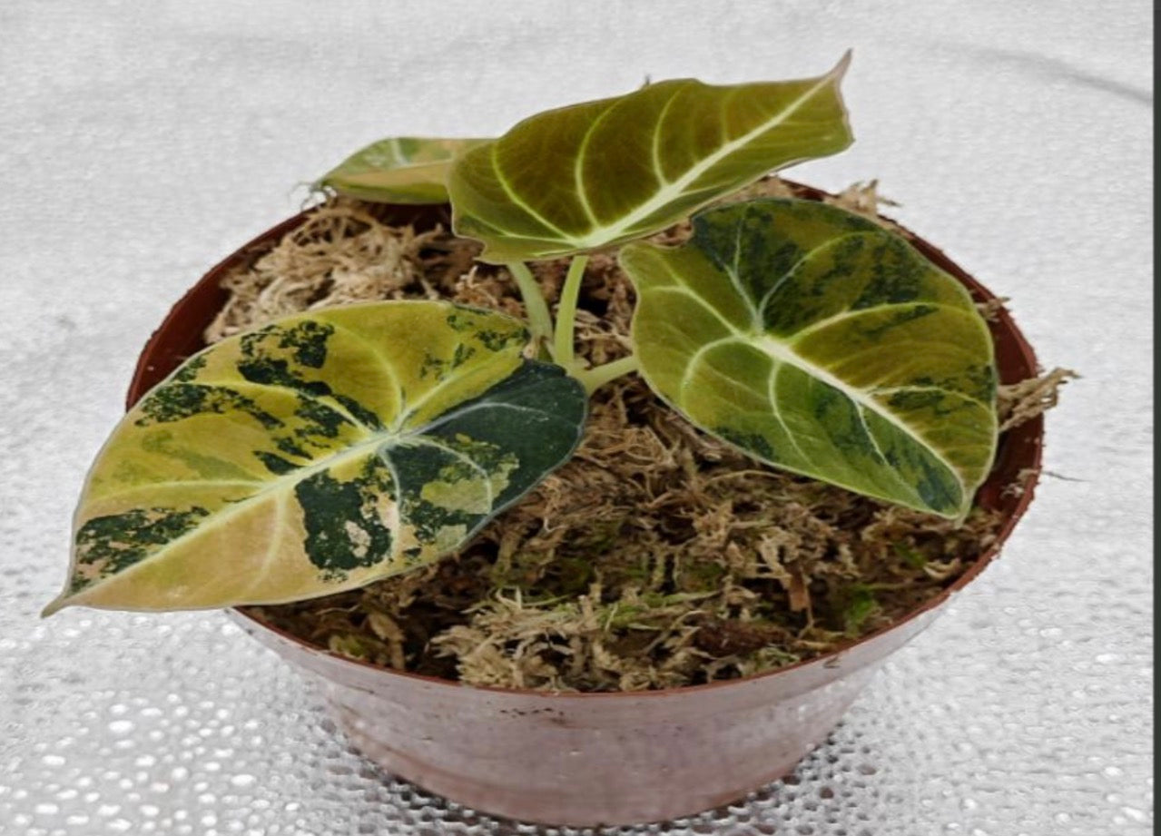Alocasia Black Velvet Aurea tissue culture plant from PlantNasty showing lush black and gold foliage in a clear container.