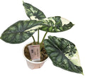 Alocasia Dragon Scale Albo Var plant tissue culture with distinctive white and green variegated leaves, grown by PlantNasty.