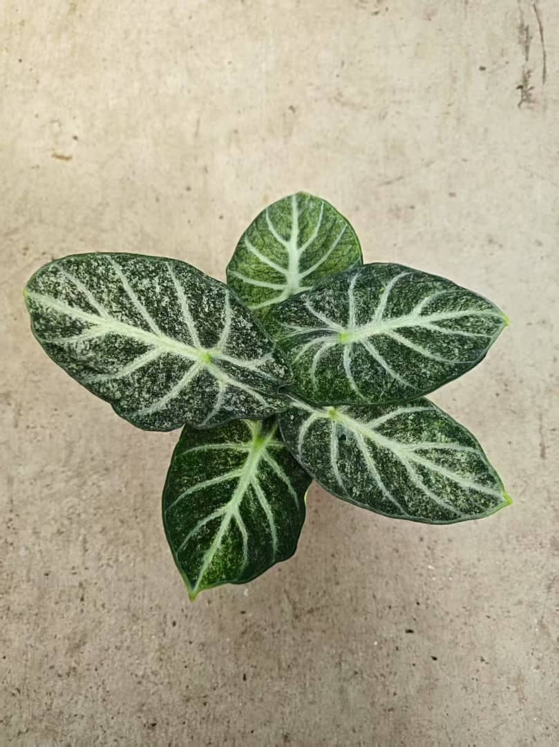 Alocasia Freckle Ninja tissue culture plant by PlantNasty, showing healthy young leaves with distinctive freckled pattern.
