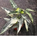 Variegated Alocasia Green Bambino tissue culture plant from PlantNasty, showcasing vibrant green and white variegation with healthy foliage.