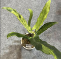 Alocasia Lauterbachiana Mint tissue culture plant in a clear container, showing vibrant green leaves with distinctive veining.
