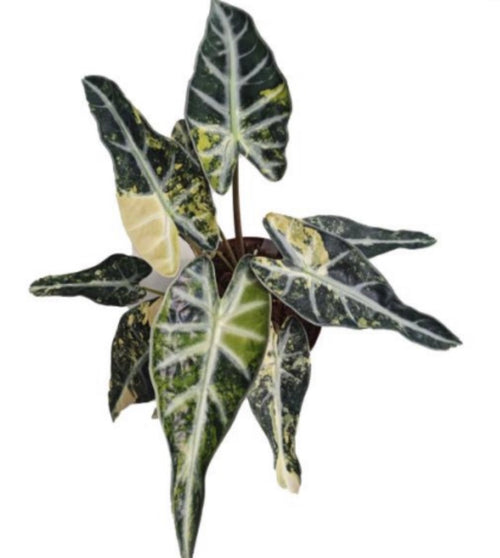 Alocasia Bambino Aurea tissue culture plant by PlantNasty, showing vibrant yellow-green leaves in a clear container.