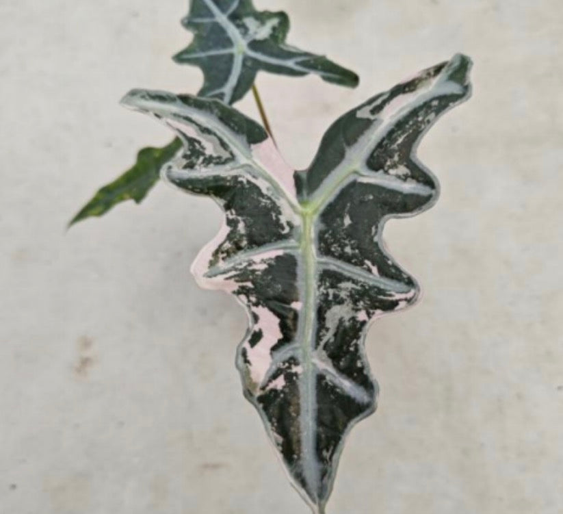 Alocasia sanderiana 'Pink Nobilis' tissue culture plant from PlantNasty, showcasing vibrant pink-veined leaves on a healthy specimen.