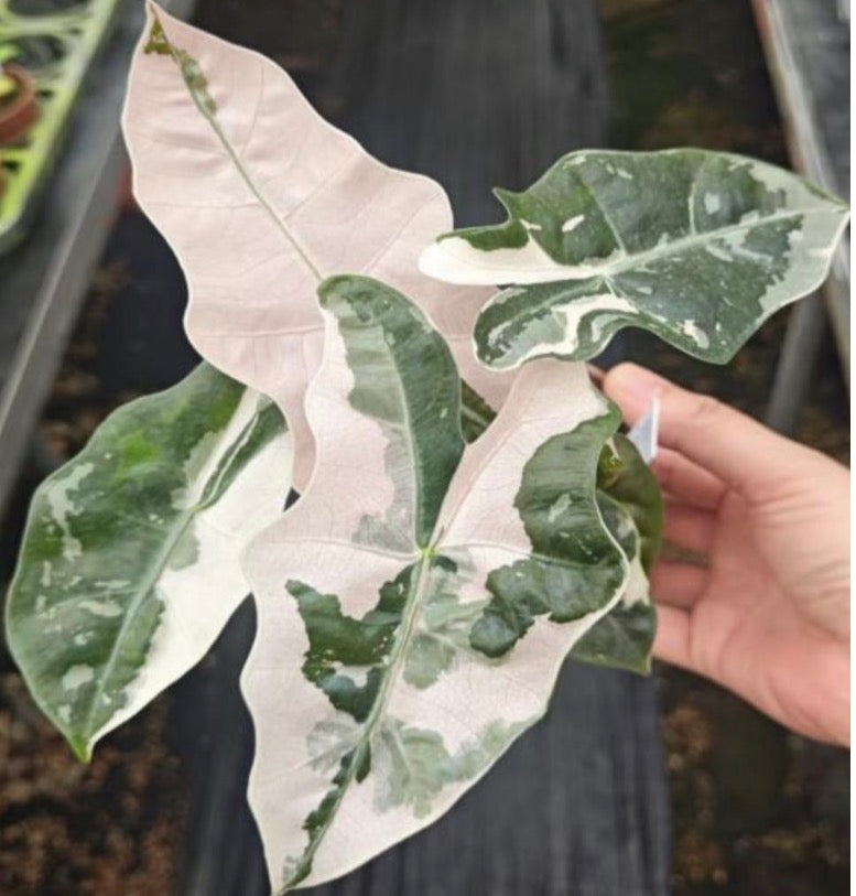 Alocasia sanderiana 'Pseudo sanderiana' Pink Variegata plant with large green leaves and pink variegation, shown in a full plant view.