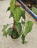 Healthy Monstera Acacoyaguensis tissue culture plant from PlantNasty, showing lush green leaves and root development.