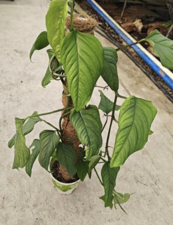 Healthy Monstera Acacoyaguensis tissue culture plant from PlantNasty, showing lush green leaves and root development.