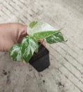 Healthy Monstera Borsigiana Albo tissue culture plant with variegated white and green leaves from PlantNasty.
