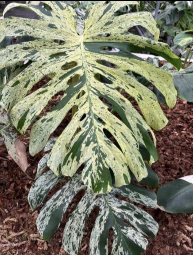 Variegated Monstera Deliciosa 'Bulbasaur' plant from PlantNasty with large green and white patterned leaves.