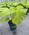 Healthy Monstera deliciosa plant with triple yellow tissue culture from PlantNasty, showing vibrant leaves and lush growth.