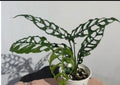 Healthy Monstera Obliqua tissue culture plant in a clear container, showcasing its delicate, patterned leaves and vibrant green foliage.