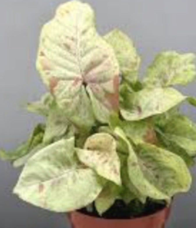 Syngonium Milk Confetti Tricolor plant from PlantNasty with variegated green, white, and pink foliage in a pot.